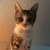 cat_keith